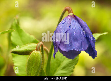 Eine schöne Blume von Meconopsis 'Lingholm' öffnet an einem regnerischen Tag.   Dies ist vielleicht das schönste blaue Himalaya-Mohn. Stockfoto