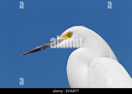 Snowy Silberreiher (Egretta unaufger) Alleinstehenden in der Zucht Gefieder, Kopf und Hals Profil Stockfoto