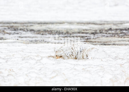 2013 © Christopher Martin Stockfoto