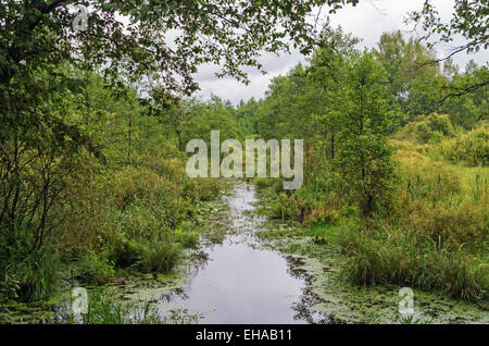 Sumpfigen Fluß Wald. Stockfoto