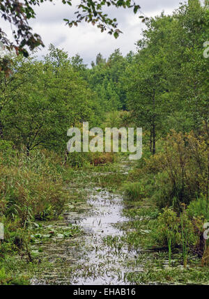 Sumpfigen Fluß Wald. Stockfoto