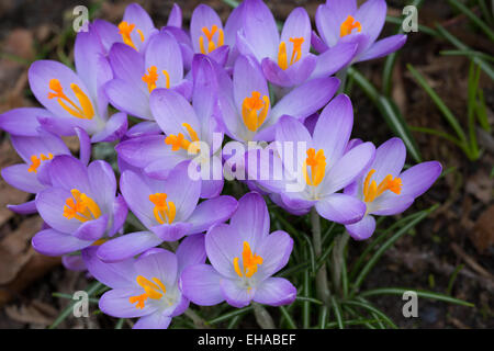 Lila Crocus Etruscus Blüte in einem Garten Stockfoto