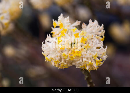 Edgeworthia Chrysantha 'Grandiflora' Blüten; Stockfoto