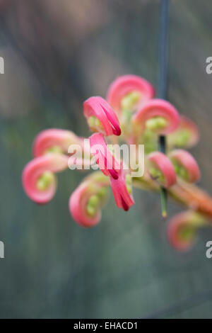 Grevillea Johnsonii Blume wächst in einer geschützten Umgebung. Stockfoto