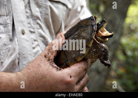 Ein uns Fisch & Wildlife Offizier hält eine männliche gemeinsame Schnappschildkröte. Stockfoto