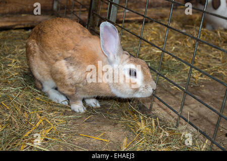 Kaninchen in einem Käfig Stockfoto