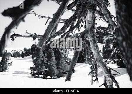 Toten Kiefer auf schneebedeckten Berg plateau, Chartreuse Berge, Alpen, Frankreich Stockfoto