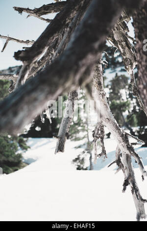 Toten Kiefer auf schneebedeckten Berg plateau, Chartreuse Berge, Alpen, Frankreich Stockfoto