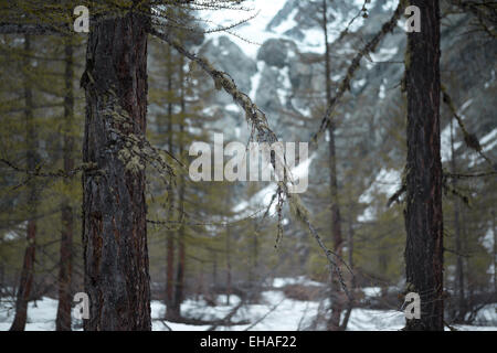 Flechten und Moos bedeckt Pinien in der Pré de Madame Carle im Nationalpark Ecrins, Frankreich-Saint Pierre Tal. Stockfoto