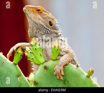 australische Eidechse nur chillen Stockfoto