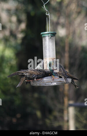 gemeinsamen Essen vom Vogelhäuschen, Hyde Park, London, England, UK Sturnus Vulgaris Stare Stockfoto