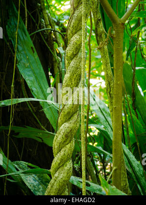 Miteinander verflochten Reben in den Regenwald in der Nähe von Manzanillo, Limon, Costa Rica. Stockfoto