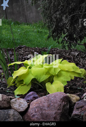 Hosta südlichen Gold Stockfoto