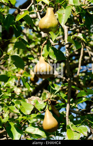 Reihe von drei reife Birnen auf saftig grünen Pear Tree. Stockfoto