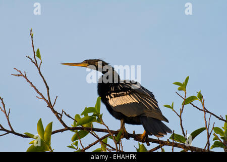 Ein Anhinga. Stockfoto