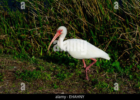 Ein weißer Ibis. Stockfoto