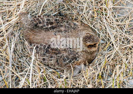 Ungarische (grau) Rebhuhn auf Nest im Stroh am Rand von Weizenfeld in Zentral-Idaho Stockfoto