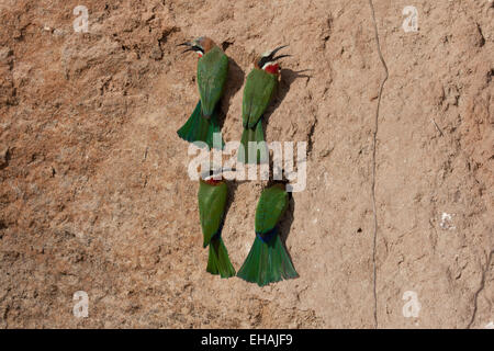 White-fronted Bienenfresser (Merops Bullockoides) Stockfoto