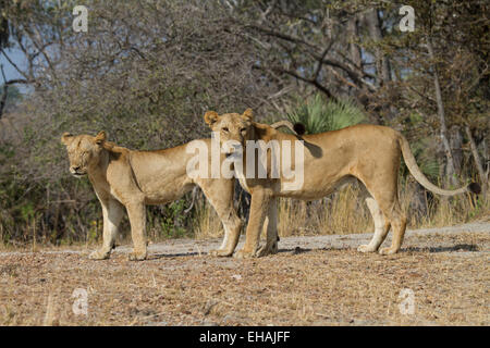 Cub und Löwin (Panthera Leo) stehen zusammen, hat Cub Schwanzspitze über Mütter Schulter. Stockfoto