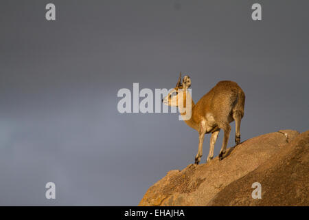 Klipspringer (Oreotragus Oreotragus) Stockfoto