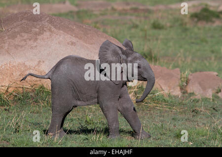 Afrikanischer Bush Elefant (Loxodonta Africana) Kalb Stockfoto