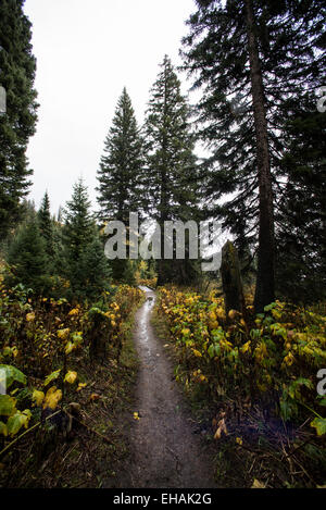Looking north on the Jenny Lake trail in Grant Teton National Park, Wyoming, on a wet autumn afternoon. Stockfoto