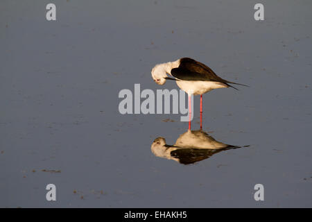 Schwarz - geflügelte Stelzenläufer (Himantopus himantopus) Stockfoto