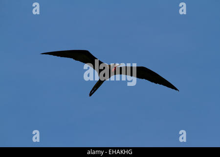 Herrliche Frigate (fregata magnificens) Stockfoto