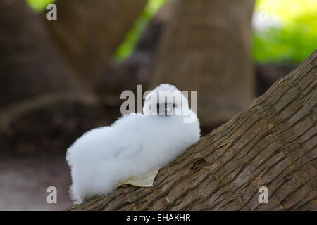 Red-footed Booby (sula Sula) Stockfoto