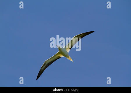 Red-footed Booby (sula Sula) im Flug Stockfoto