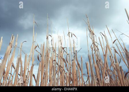 Herbst Trockenrasen Hintergrundtextur Stockfoto