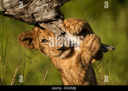 Lion Cub (Panthera Leo) Peekaboo zu spielen. Stockfoto