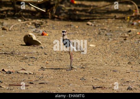 Südliche Kiebitz (Vanellus sp.), stehend auf einem See Stockfoto