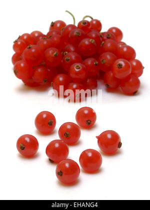 Tragen / Johannisbeere (Ribes Rubrum) Stockfoto