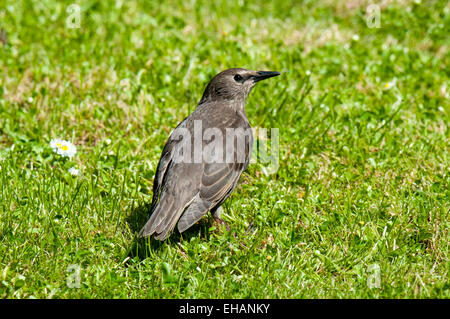 Star (Sturnus Vulgaris), neu flügge juvenile thront auf einer Wiese in einem Garten in Thirsk, North Yorkshire. Juni. Stockfoto