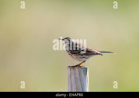 Wiese Pieper (Anthus Pratensis) Erwachsenen thront auf einem hölzernen Pfosten an Beadnell, Northumberland. Juni. Stockfoto