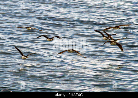 Imperial Shag (Phalacrocorax Atriceps) im Flug. Diese Seevogel ist eine Art des Kormorans und findet sich in den Regionen rund um Antarc Stockfoto