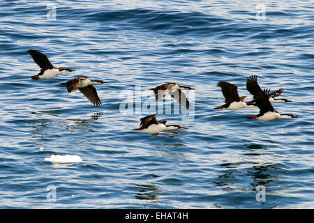 Imperial Shag (Phalacrocorax Atriceps) im Flug. Diese Seevogel ist eine Art des Kormorans und findet sich in den Regionen rund um Antarc Stockfoto