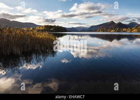 Blick über Derwent Water von Keswick in Richtung Katze Glocken, Nationalpark Lake District, Cumbria, England Stockfoto