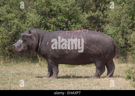 Verwundeten Hippo, durch Kämpfe mit anderen Männchen. Stockfoto