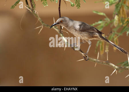 Kurve in Rechnung gestellt Thrasher (Taxostoma Curvirostre), Arizona, USA Stockfoto