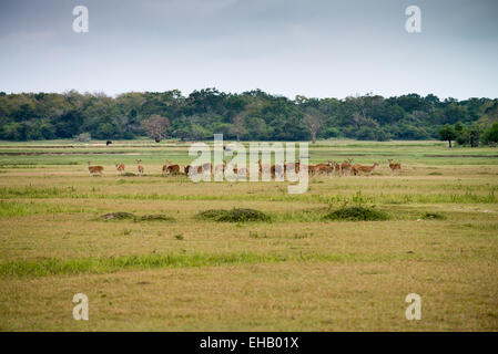 Kumana National Park, ehemals Yala East, Kumana, Eastern Province, Sri Lanka, Asien Stockfoto