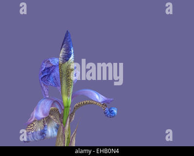 Schöne blaue Iris Blume Closeup auf Violett Lila Hintergrund. Stockfoto