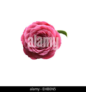 Rote Kamelie Blume Frontalansicht mit grünen Blatt isoliert auf weiss. Stockfoto