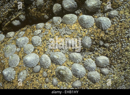 Gemeinsame Limpet - Patella vulgata Stockfoto