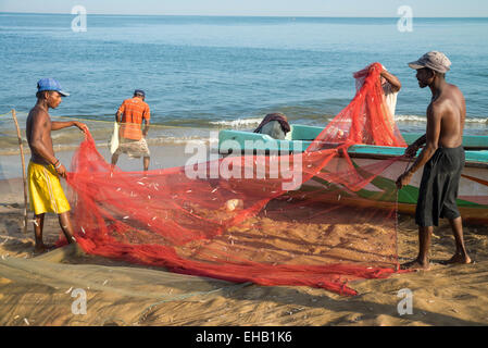 Entfernen von Fische aus Netzen am Strand, Negombo, Sri Lanka Stockfoto