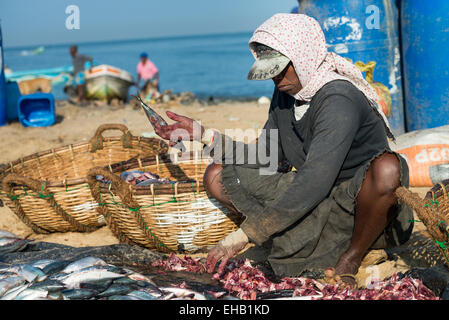 Fischverarbeitung am Strand auf dem Fischmarkt in Negombo, Sri Lanka, Asien Stockfoto