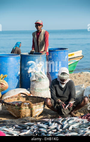 Fischverarbeitung am Strand auf dem Fischmarkt in Negombo, Sri Lanka, Asien Stockfoto