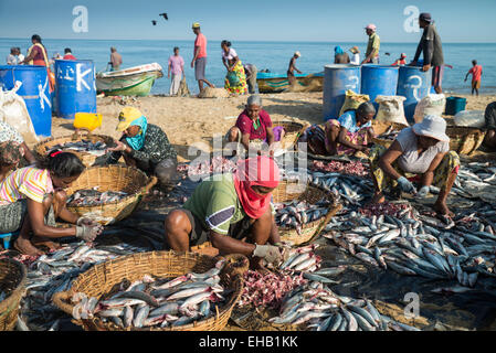 Fischverarbeitung am Strand auf dem Fischmarkt in Negombo, Sri Lanka, Asien Stockfoto