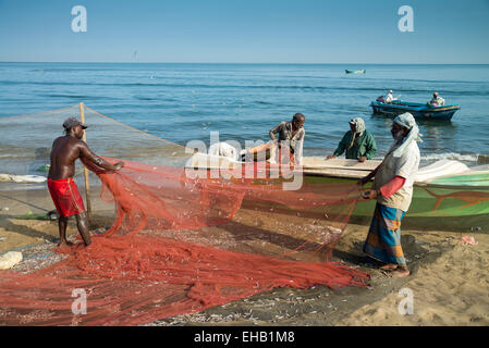 Entfernen von Fische aus Netzen am Strand, Negombo, Sri Lanka Stockfoto